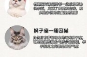 魔羯座适合养什么猫_性格匹配度排行