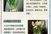 魔羯水仙怎么养_魔羯水仙花语是什么