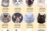 魔羯座适合养什么猫_性格匹配度高的猫咪推荐