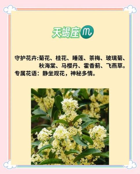 魔羯女适合什么花_魔羯座女生送花推荐