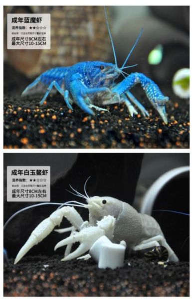 魔羯小小虾是什么_魔羯小小虾怎么养