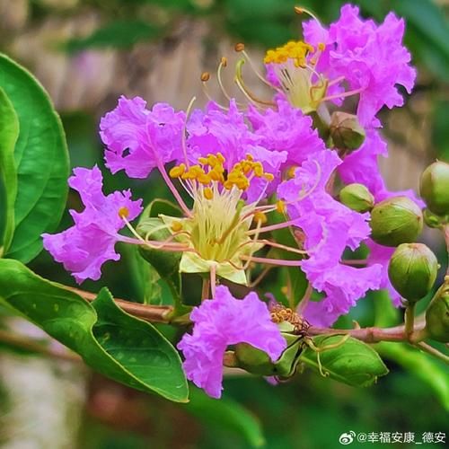 魔羯紫薇是什么_魔羯紫薇性格特点解析