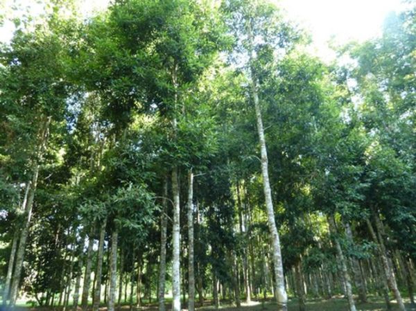 魔羯魔羯树是什么_魔羯魔羯树怎么养