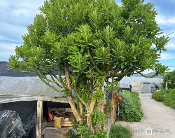 魔羯魔羯树是什么_魔羯魔羯树怎么养