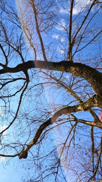 魔羯魔羯树是什么_魔羯魔羯树怎么养