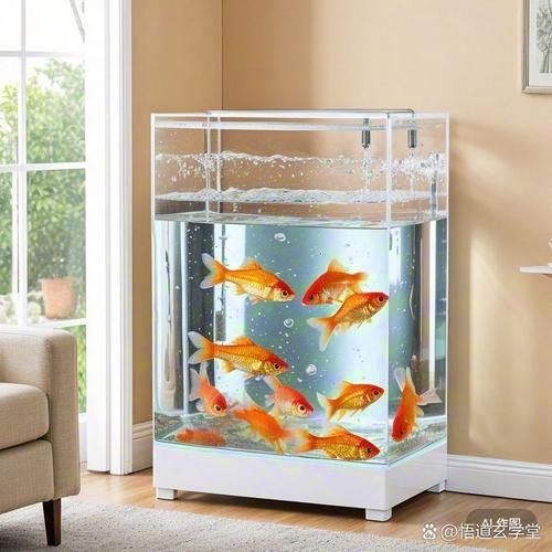 装双鱼用什么鱼缸_养双鱼要注意什么