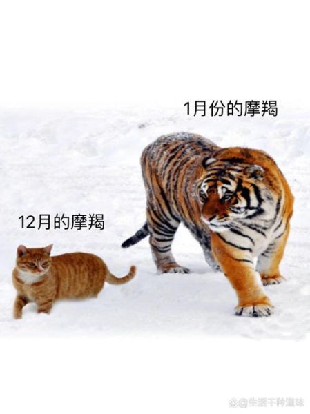 属虎魔羯男性格特点_如何相处