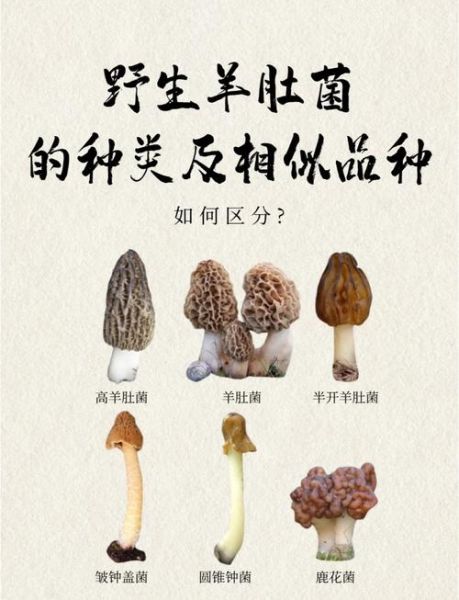 魔羯菌是什么_魔羯菌有哪些功效