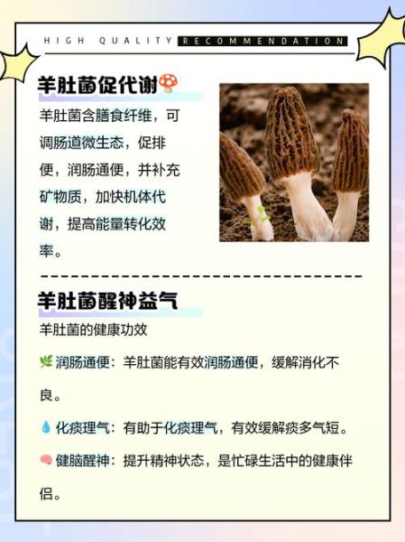 魔羯菌是什么_魔羯菌有哪些功效