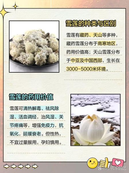魔羯雪莲是什么_魔羯雪莲功效与作用