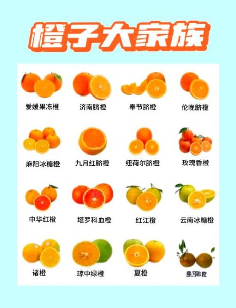 魔羯橙是什么_魔羯橙怎么种