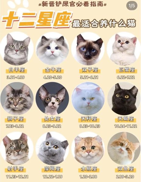 魔羯座适合养什么猫_性格匹配度高的猫咪推荐