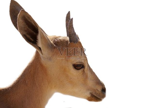 魔羯山羊_魔羯座和山羊座区别