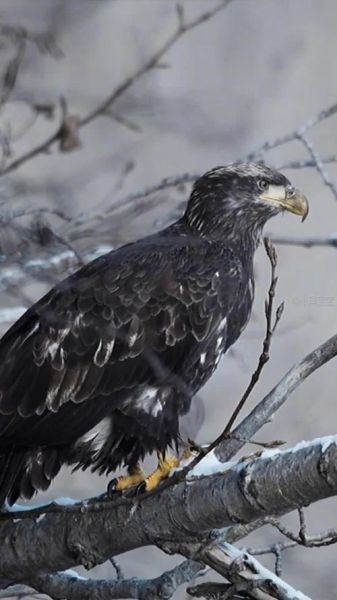 魔羯老雕是谁_魔羯老雕作品有哪些