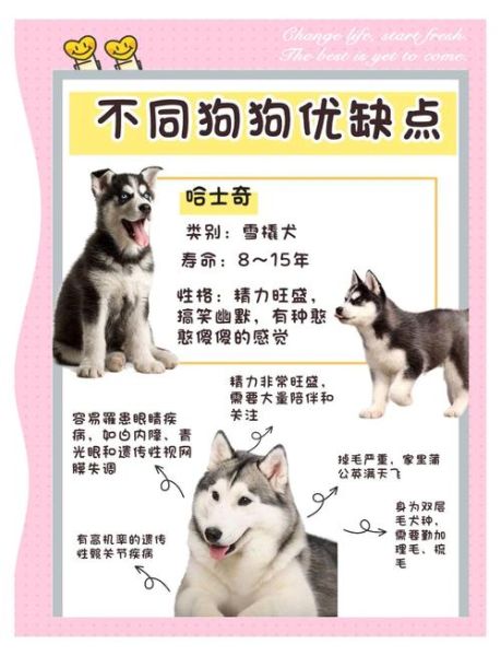 魔羯狗狗性格特点_如何训练魔羯狗狗