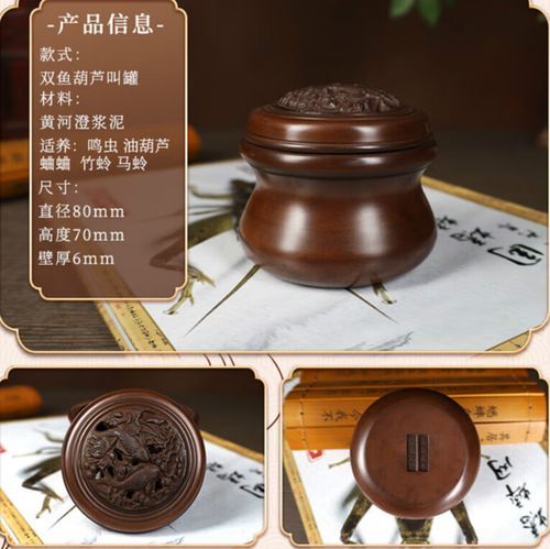 双鱼蝈是什么_如何饲养双鱼蝈