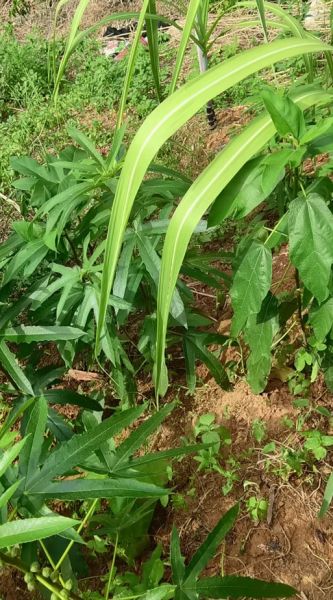 魔羯草的功效与作用_魔羯草怎么泡水喝