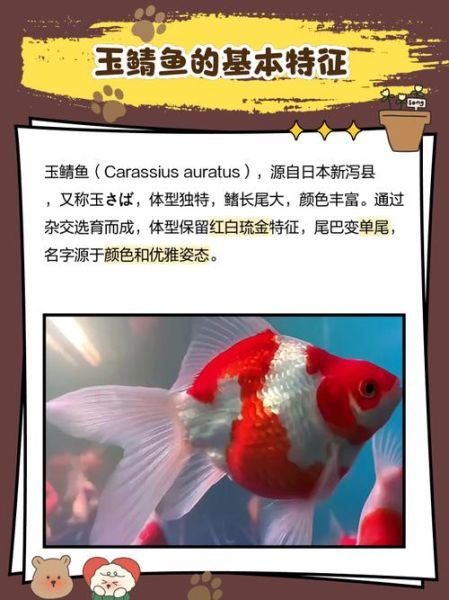 無双鱼是什么_無双鱼怎么养