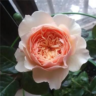 魔羯月季怎么养_魔羯月季耐寒吗