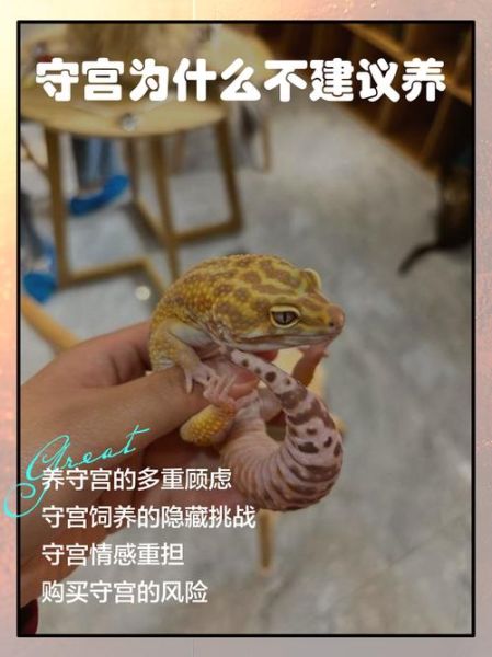 魔羯守宫是什么_魔羯守宫怎么养