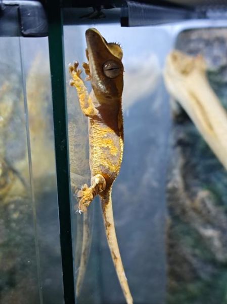 魔羯守宫是什么_魔羯守宫怎么养