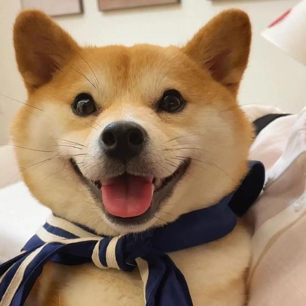 犬系双子女性格特点_如何与犬系双子女相处