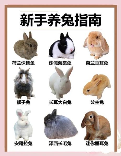 魔羯座适合养什么兔_新手选兔指南