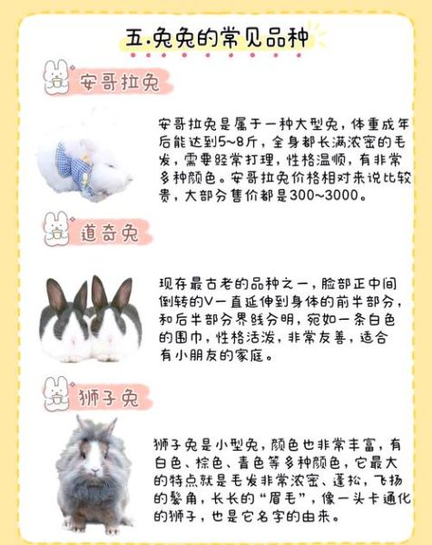 魔羯座适合养什么兔_新手选兔指南