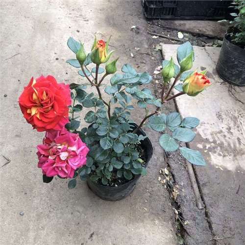 枫双鱼是什么_枫双鱼怎么写