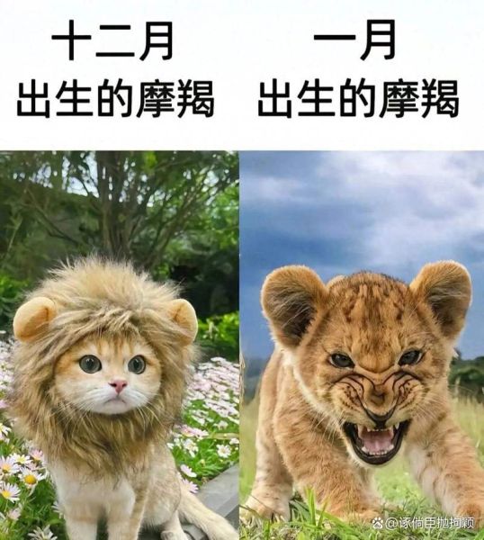 12月魔羯和1月魔羯的区别_性格差异大吗