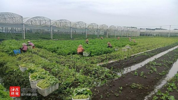 魔羯开垦_适合种什么作物