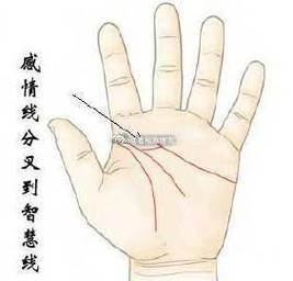 双子女感情线怎么看_感情线分叉代表什么