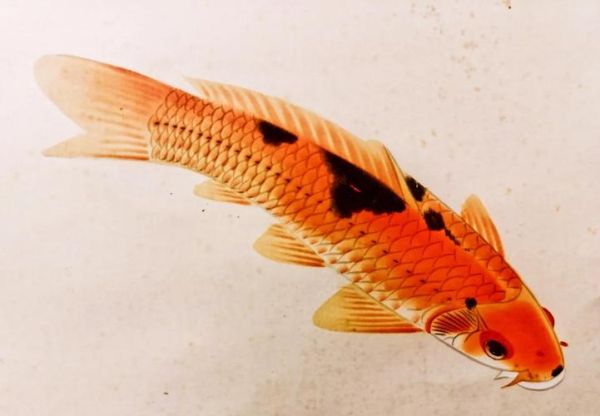 沈双鱼是谁_沈双鱼最新作品