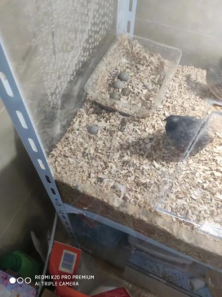 魔羯蛋壳是什么_魔羯蛋壳有什么作用