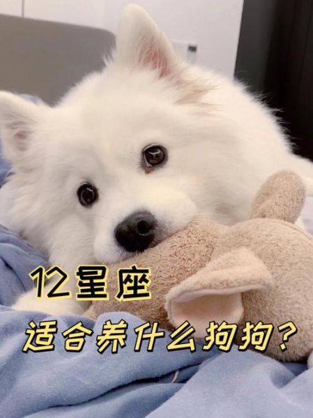 魔羯座适合养什么植物_魔羯座养什么宠物好