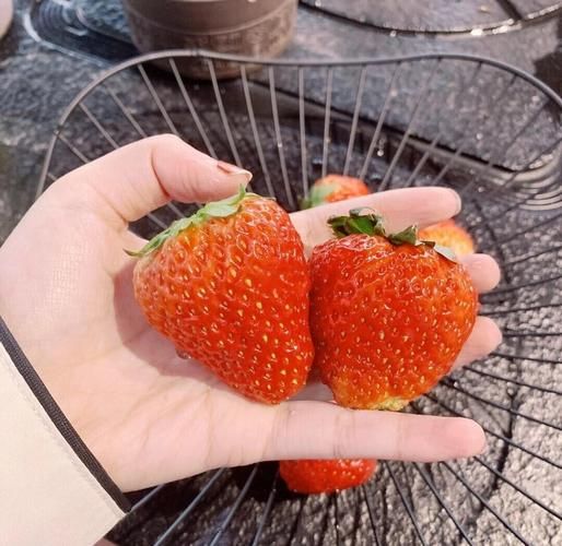 双子女给你种草莓吃_代表什么含义