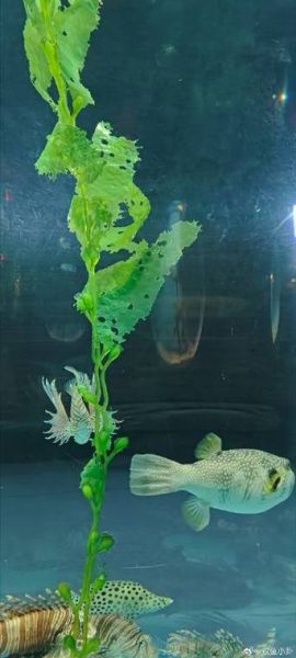 双鱼狸是什么_双鱼狸有什么寓意