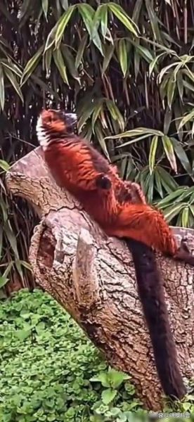 双鱼狸是什么_双鱼狸有什么寓意