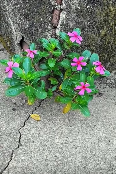 魔羯墙角适合种什么花_冬季如何养护