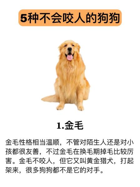 魔羯女适合养金毛吗_魔羯座女生与金毛犬匹配度