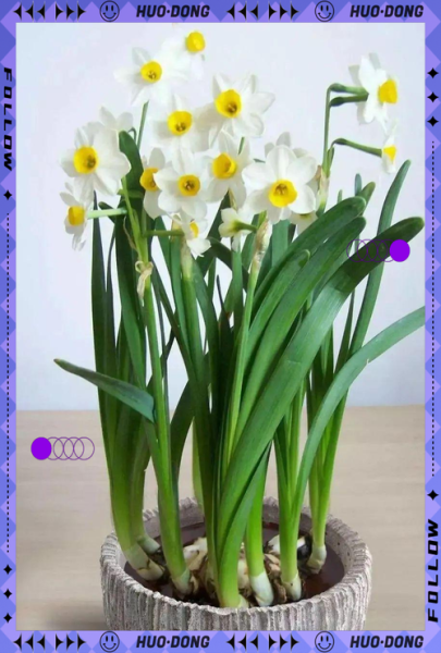 双鱼座幸运植物有哪些_如何养护才能提升运势