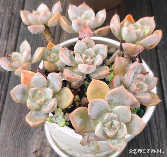 魔羯座适合养什么盆栽花_魔羯座开运植物推荐