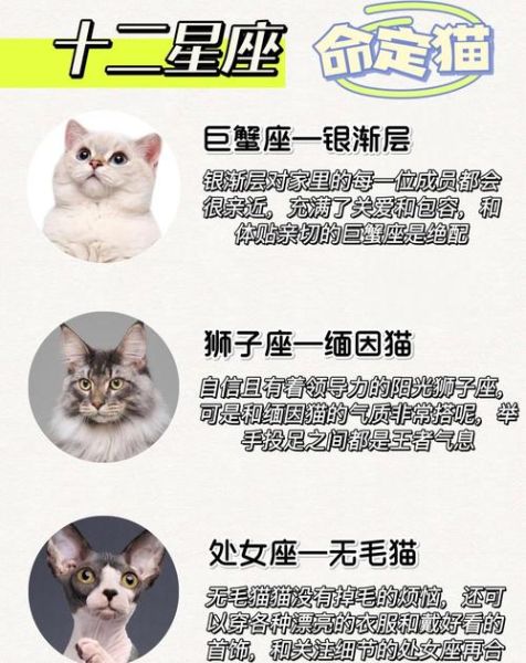 天蝎座适合养什么猫_天蝎座养猫推荐