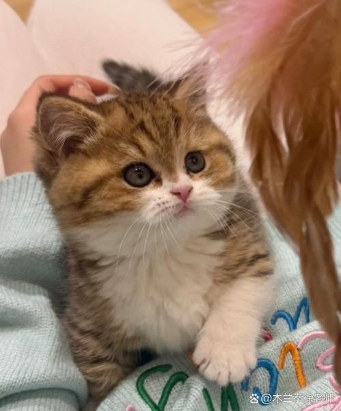 天蝎座适合养什么猫_天蝎座养猫推荐